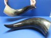 25 to 27-7/8 inches <FONT COLOR=RED>Wholesale</FONT> Large Polished Water Buffalo Horns for Sale in Bulk with a Marble Look and in Solid Black - Case of 6 @ $26.00 each
