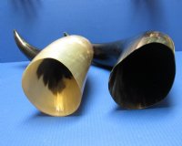 25 to 27-7/8 inches Large Polished Buffalo Horns <font color=red> Wholesale</font> - 6 @ $45 each