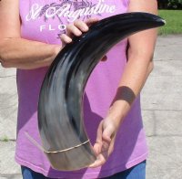 25 to 27-7/8 inches Large Polished Buffalo Horns <font color=red> Wholesale</font> - 6 @ $45 each