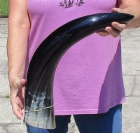 25 to 27-7/8 inches Large Polished Buffalo Horns <font color=red> Wholesale</font> - 6 @ $45 each