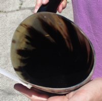 25 to 27-7/8 inches Large Polished Buffalo Horns <font color=red> Wholesale</font> - 6 @ $45 each