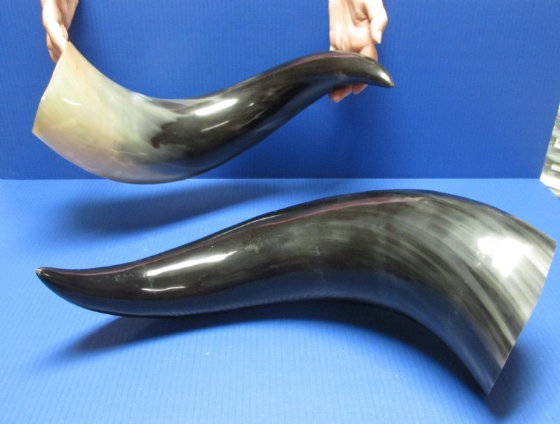 30 inches Wholesale Large Polished Buffalo Horns for Sale with a Wide Base