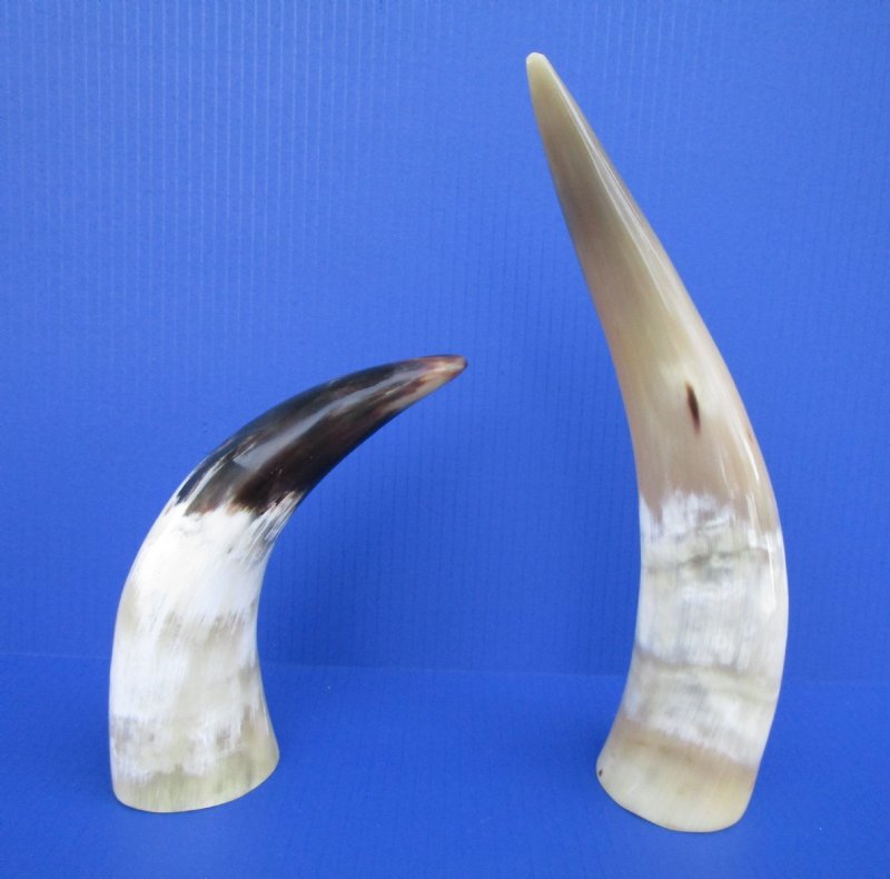 93/4 to 15 inches White Polished Cattle Drinking Horns