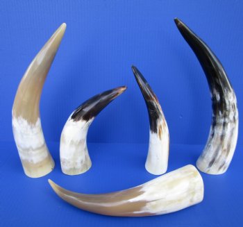 9-3/4 to 15 inches White Polished Cattle Drinking Horns - 2 @ $15.15 each