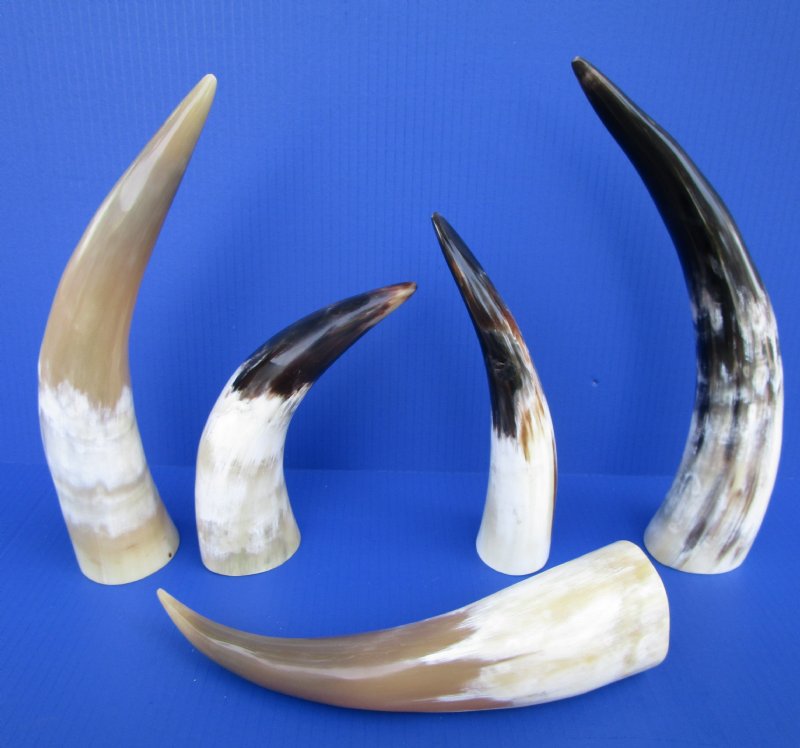 93/4 to 15 inches White Polished Cattle Drinking Horns