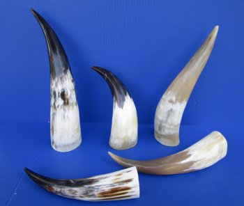 9-3/4 to 15 inches White Polished Cattle Drinking Horns - 2 @ $15.15 each