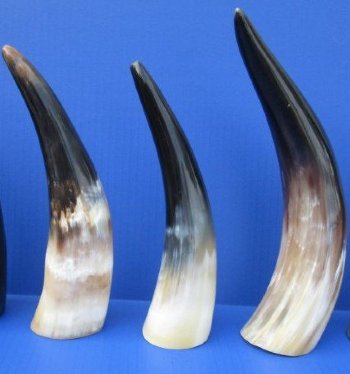 15 to 19 inches Polished White Cow Horns <font color=red> Wholesale</font> - 8 @ $16 each