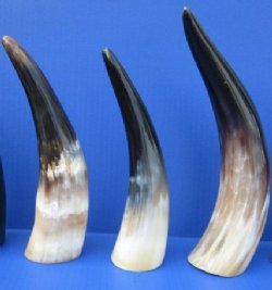 15 to 19 inches Polished White Cow Horns <font color=red> Wholesale</font> - 8 @ $16 each