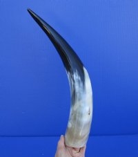 15 to 19 inches White Polished Cattle, Cow Horns with a Marble Appearance - $25.60 each