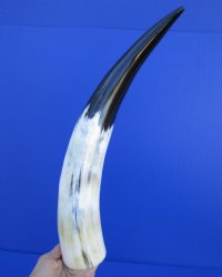 15 to 19 inches White Polished Cattle, Cow Horns with a Marble Appearance - $25.60 each