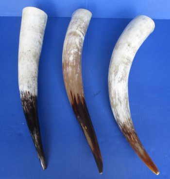 20 to 24-7/8 inches White Polished Cattle Horns <font color=red> Wholesale</font>, Marble Look - 6 @ @24 each- 