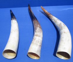 20 to 24-7/8 inches White Polished Cattle Horns <font color=red> Wholesale</font>, Marble Look - 6 @ @24 each- 