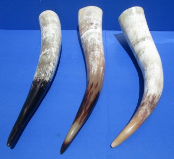 20 to 24-7/8 inches White Polished Cattle Horns <font color=red> Wholesale</font>, Marble Look - 6 @ @24 each- 