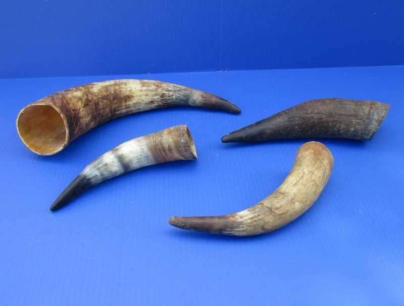 9 to 15 inches Wholesale Unpolished Cow Horns in Bulk 12 8.00 each