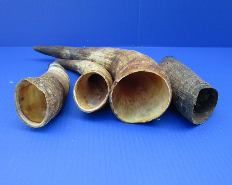 9 to 15 inches Wholesale Cow Horns, Raw, Natural Cattle Horns