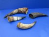 9 to 15 inches Unpolished Raw, Natural Cow Horns for Sale - Pack of 2 @ $12.75 each; Pack of 5 @ $10.50 each; 