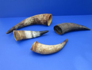 Cow Horns - Cattle Horns