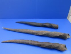 Female, Cow Eland Horns <font color=red>Wholesale </font> 20 to 28 inches - 6 @ $19.50 each