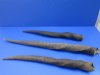 Female, Cow Eland Horns <font color=red>Wholesale </font> 20 to 28 inches - 6 @ $19.50 each