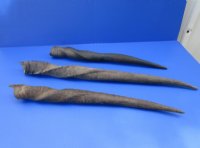 Female, Cow Eland Horns <font color=red>Wholesale </font> 20 to 28 inches - 6 @ $19.50 each