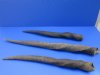 20 to 28 inches Female, Cow Eland Horns $30.99 each