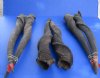 24 to 32 inches Pairs of Bull Eland Horns <font color=red> Wholesale</font> - 2 pairs @ $70.00 a pair