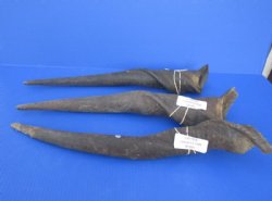 24 to 32 inches African Bull (Male) Eland Horn - $53.99 each