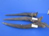 24 to 32 inches African Bull (Male) Eland Horn - $53.99 each