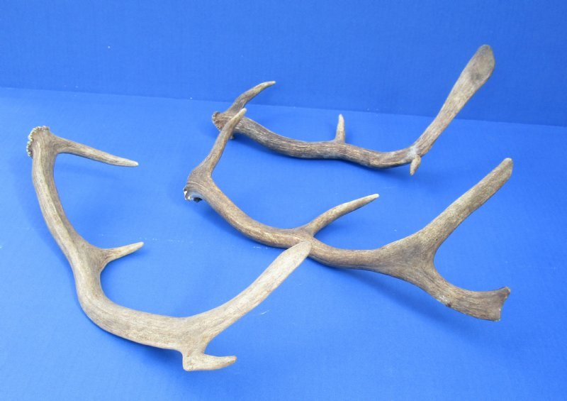 Deer antlers for sale hotsell