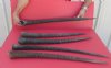 Real Gemsbok Horn for Sale for Crafts -  <font color=red>22 to 32-7/8 </font> inches long -  Packed 2 @ $28.00;<font color=red> 33 to 36 </font> inches long -  Packed 2 @ $30.00 each 