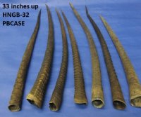 Large Gemsbok, Oryx Horns <font color=red> Wholesale</font> Bulk - 33 inches up - 5 @ $19.00 each