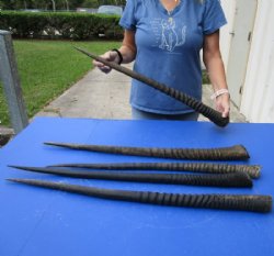 Small Gemsbok, Oryx Horns <font color=red> Wholesale</font> Bulk - Under 32-1/2 inches: 6 @ $17.00 each