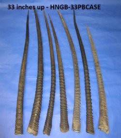 Large Gemsbok, Oryx Horns <font color=red> Wholesale</font> Bulk - 33 inches up - 5 @ $19.00 each