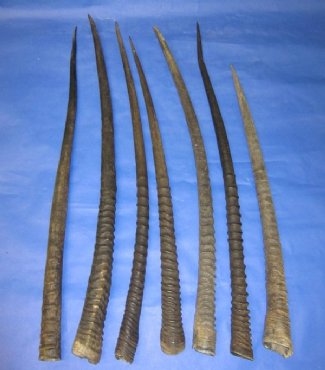 Gemsbok, Oryx Horns,