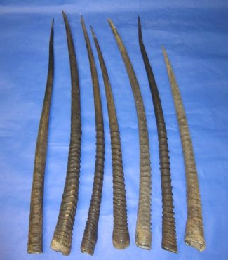 Gemsbok Horns, Oryx Horns,