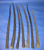 Gemsbok Horns, Oryx Horns,