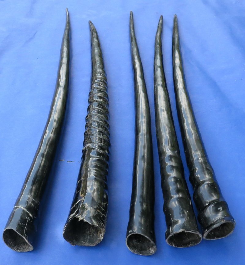 29 to 35 inches Wholesale Polished African Gemsbok Horns for Sale
