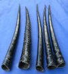 29 to 35 inches <font color=red> Wholesale Polished </font> African Gemsbok Horns for Sale in Bulk - Case of 3 @ $36.00 each