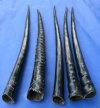 29 to 35 inches Polished Gemsbok Horns for Sale -  Pack of 1 or 2  @ $40.00 each 