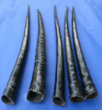 29 to 35 inches Polished Gemsbok Horns <font color=red> Wholesale</font>: 3 and 4 @ $30.00 each
