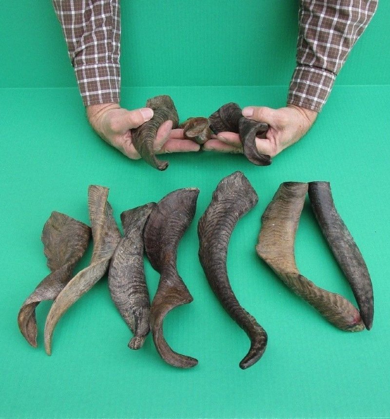 12 to 147/8 inches Wholesale Goat Horns for Sale in Bulk Case