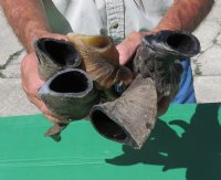 Bulk Indian Goat Horns (12" to 15"), Real Craft Horns <font color=red> Wholesale</font>  - 25 @ $5.85 each