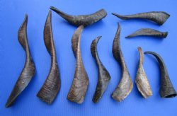6 to 12 inches Buffed Indian Goat Horns - 10 @ $6.00 each