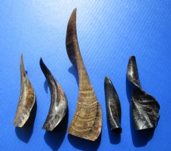 6 to 10 inches Buffed Real Indian Goat Horns<font color=red> Wholesale Special Price</font> - 100 @ $2.75 each 