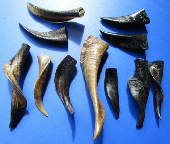 4 to 10 inches Indian Semi-Polished Goat Horns<font color=red> Wholesale Special Price</font> - 100 @ $2.75 each 