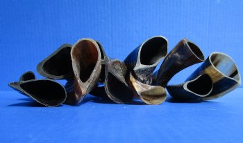 4 to 10 inches Indian Semi-Polished Goat Horns<font color=red> Wholesale Special Price</font> - 100 @ $2.75 each 