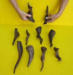 Natural Indian Goat Horns (8"/11") - 2 @ $7.20 each; 5 @ $6.40 each