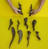 8 to 11 inches <font color=red> Wholesale </font> Natural Goat Horns for Sale in Bulk - Case of 40 @ $2.25 each
