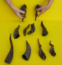 Natural Indian Goat Horns (8"/11") - 2 @ $7.20 each; 5 @ $6.40 each