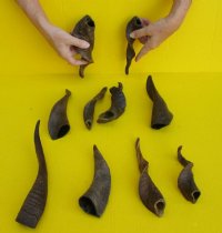  Natural Goat Horns <font color=red> Wholesale</font> (8"/11") - 25 @ $4 each